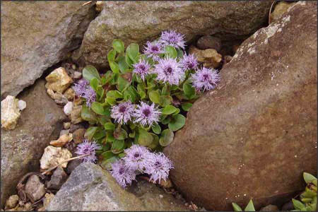 Globularia incanescens.